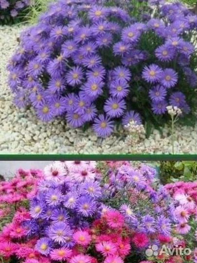 Многолетники садовые