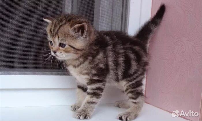 Шотландские котята