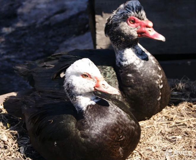 Мускусные утки тяжелые линии