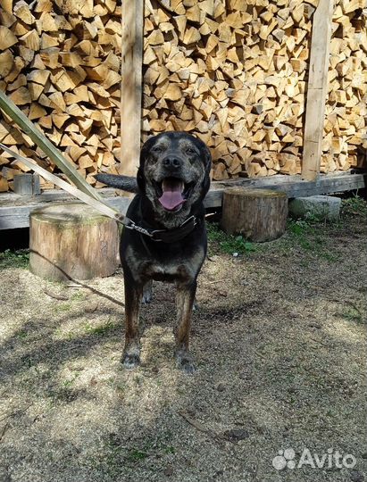 Собака в добрые руки