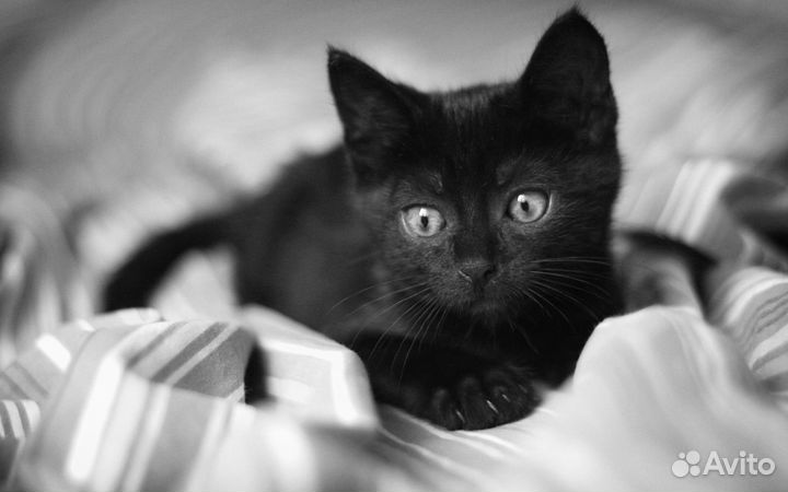 Котята Чернушечки