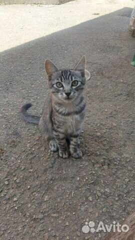 Кот от Невской маскарадная объявление продам