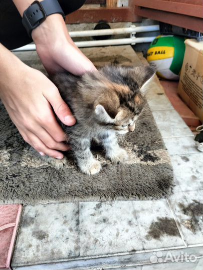 Котята бесплатно