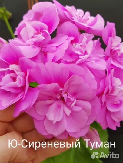 Пеларгонии