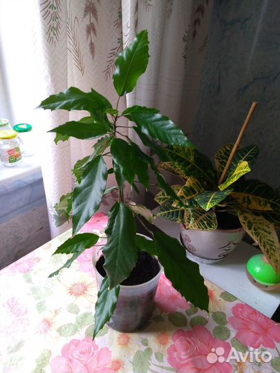 Гибискус (китайская роза)