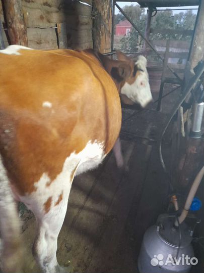 Первотелка