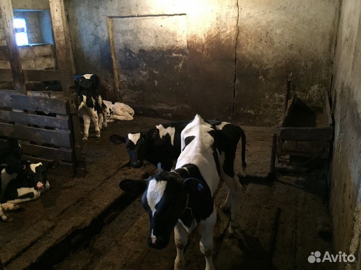 Телята бычки