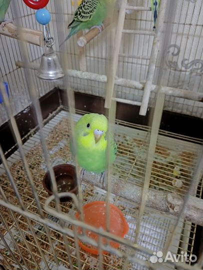 Птенцы волнистый попугай