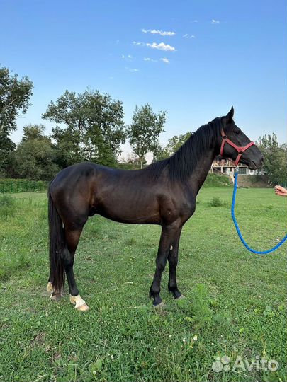 Орловский рысак