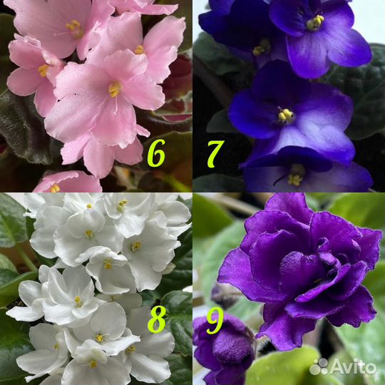 Сортовые фиалки