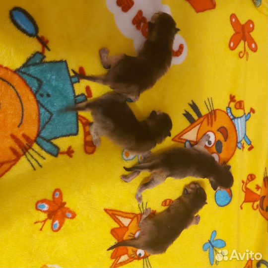 Абиссинские котята