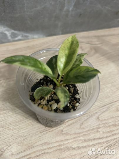 Фикус шривериана детка