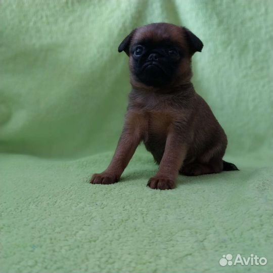 Пти брабансон