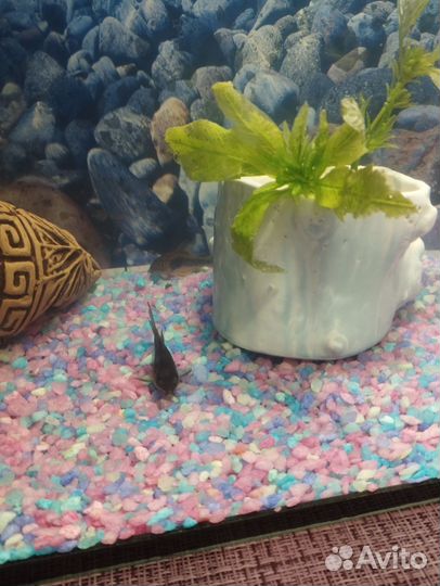 Аквариумные рыбки