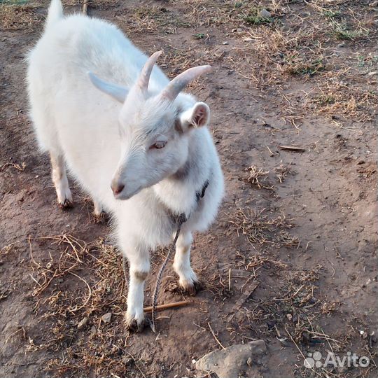 Козел и коза