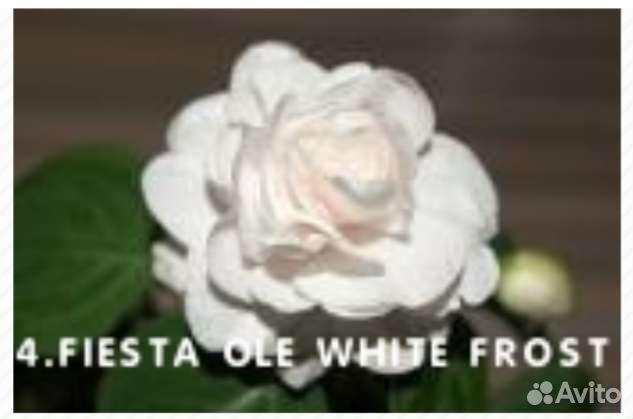 Бальзамины махровые сортовые