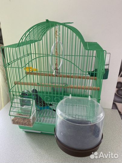 Волнистый попугай самец