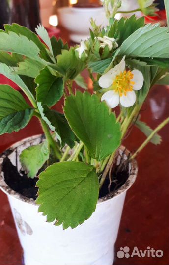 Клубника ремонтантная