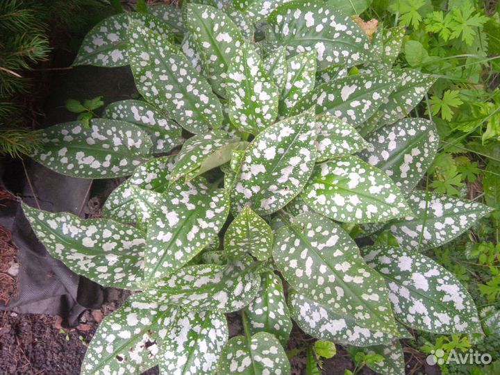 Медуница сортовая