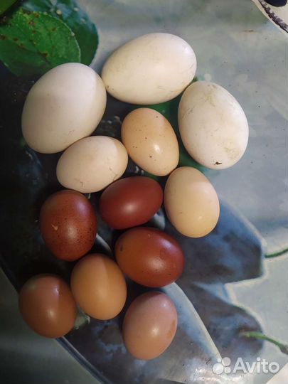 Домашние куриные яйца, гусиные