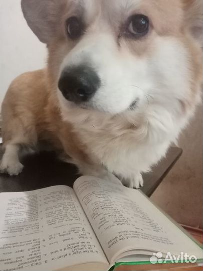 Репетитор по английскому языку (егэ и огэ)