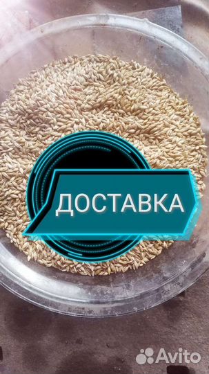 Пшеница. Овес. Ячмень.Горох.Дробленка