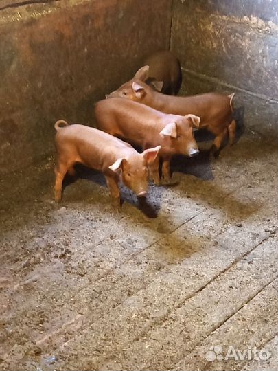 Поросята мясной породы «Дюрок»