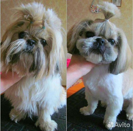 Грумер стрижка собак и кошек