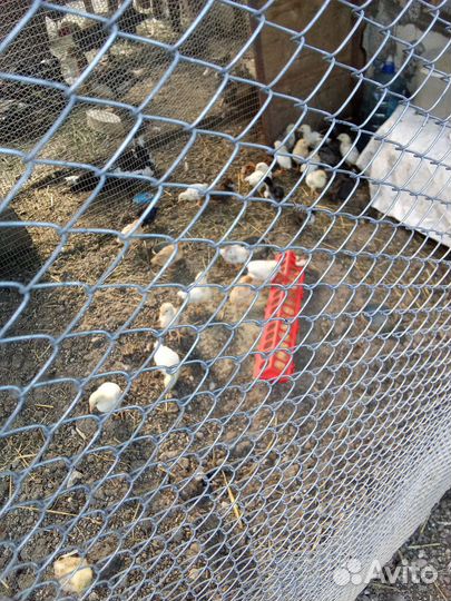 Куры несушки