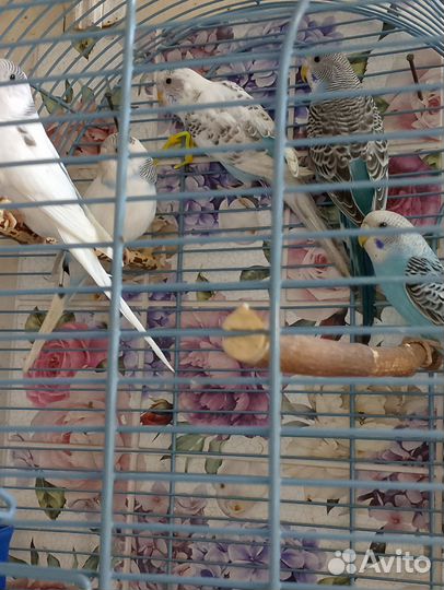 Птенцы волнистых попугайчиков. И ввп чехи