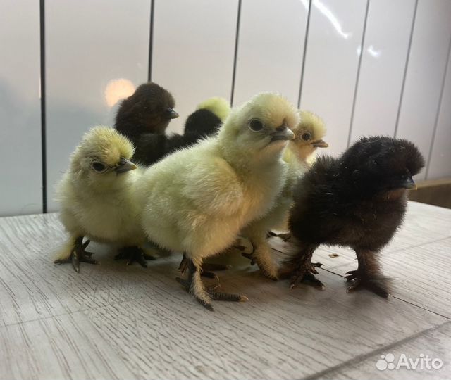 Цыплята Китайской шелковой курицы
