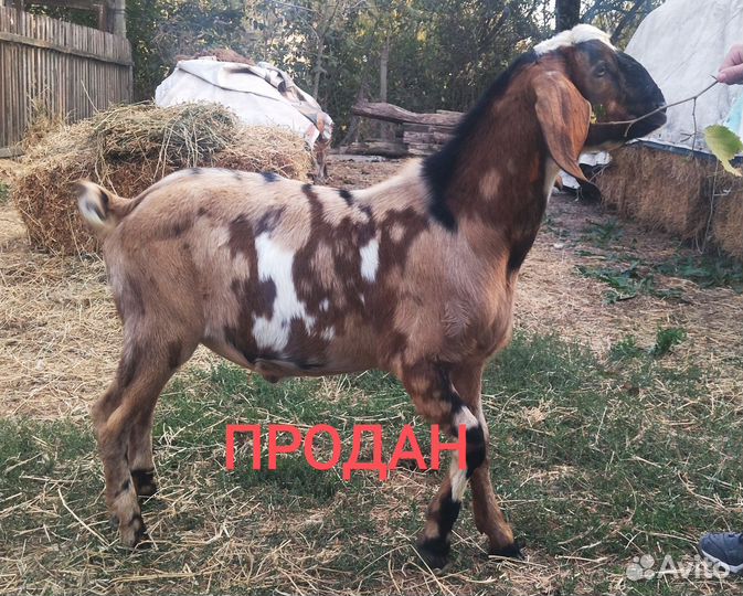 Нубийские козы, козлики, козочки