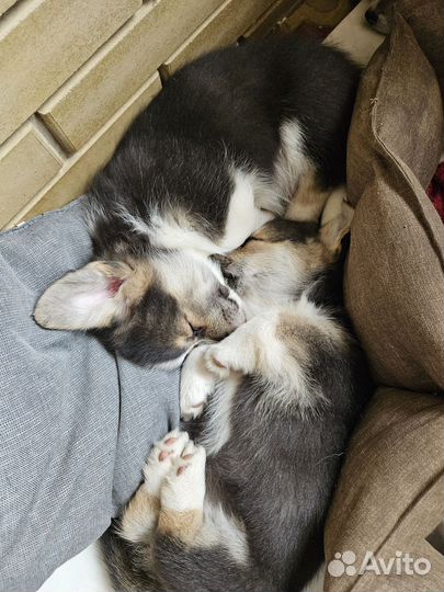 Щенки вельш-корги пемброк