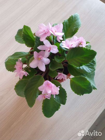 Фиалки в горшках