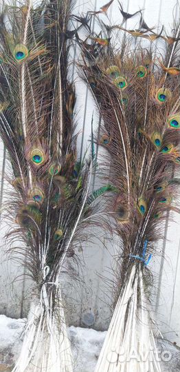 Павлиньи перья