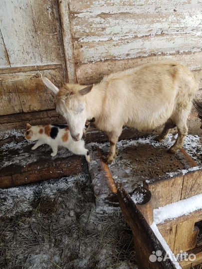 Козы ламанча