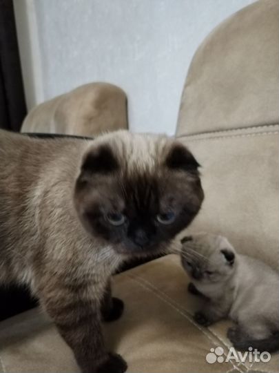 Шотландские котята