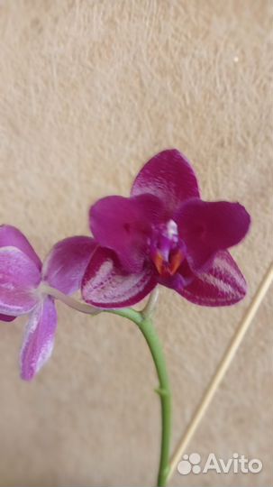 Орхидея Mituо King es