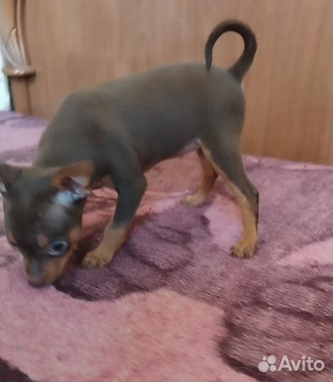 Мини той-терьер щенки