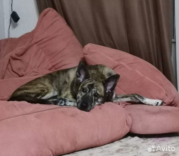 Ищем семью для Тайгера