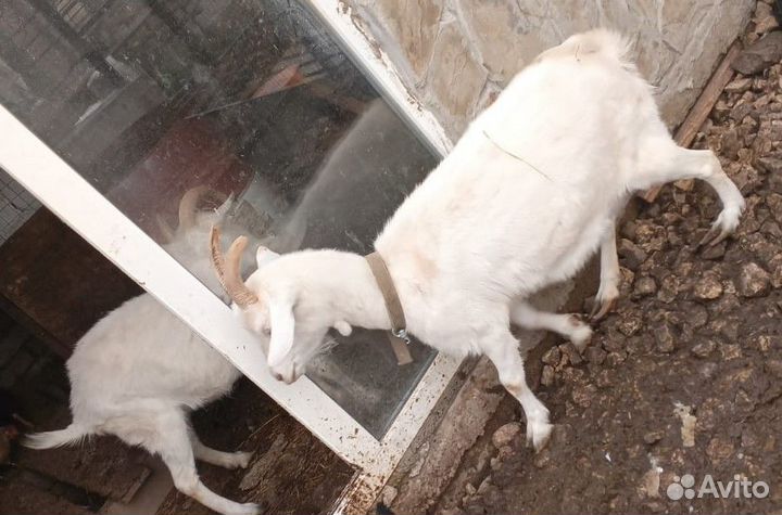 Коза дойная