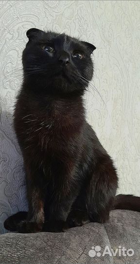 Фолды и страйты (вислоухие и прямоухие)