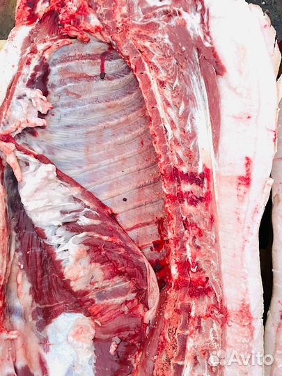 Молодые свиньи и бараны