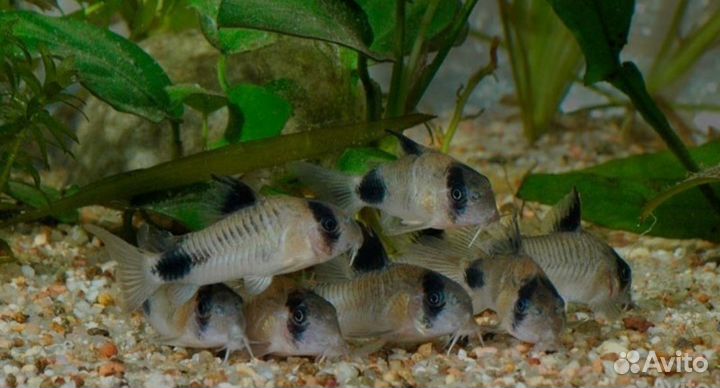 Коридорас пaнда