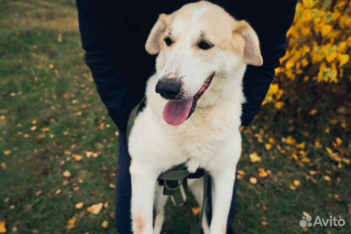 Добрая Дея в добрые руки