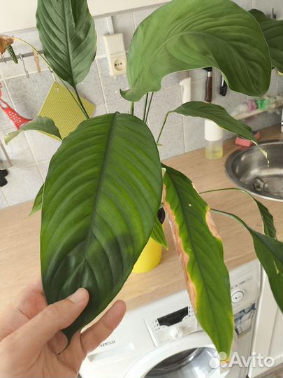 Спатифиллум