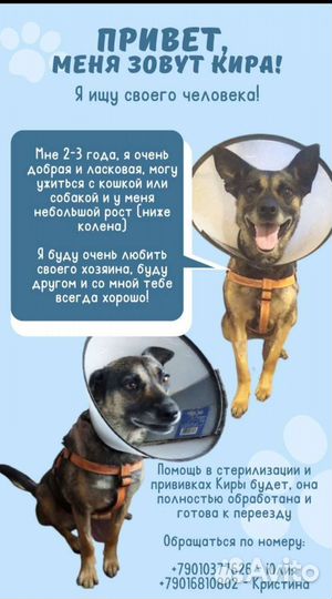 Собака в добрые руки отдам бесплатно