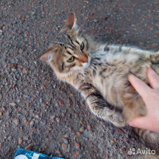 Котик бесплатно