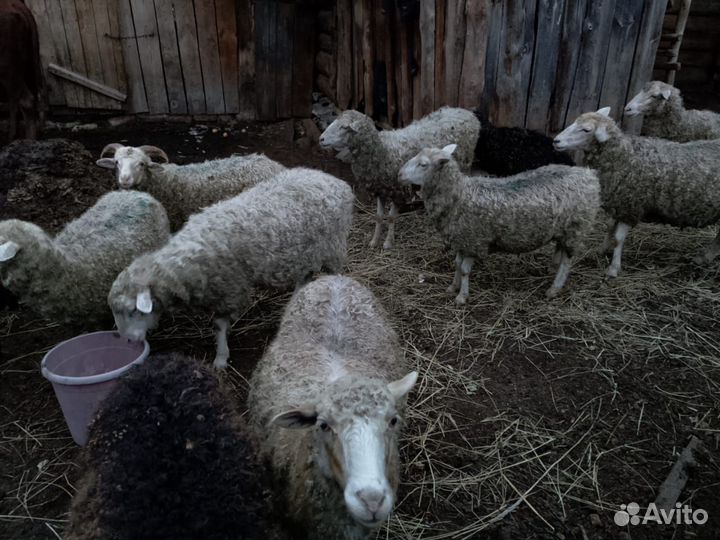 Овцы бараны
