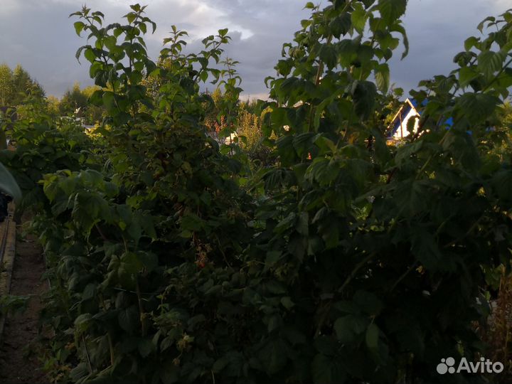 Саженцы малины краса россии
